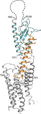 Proteolytic Cleavage of the Extracellular Domain Affects Signaling of Parathyroid Hormone 1 Receptor